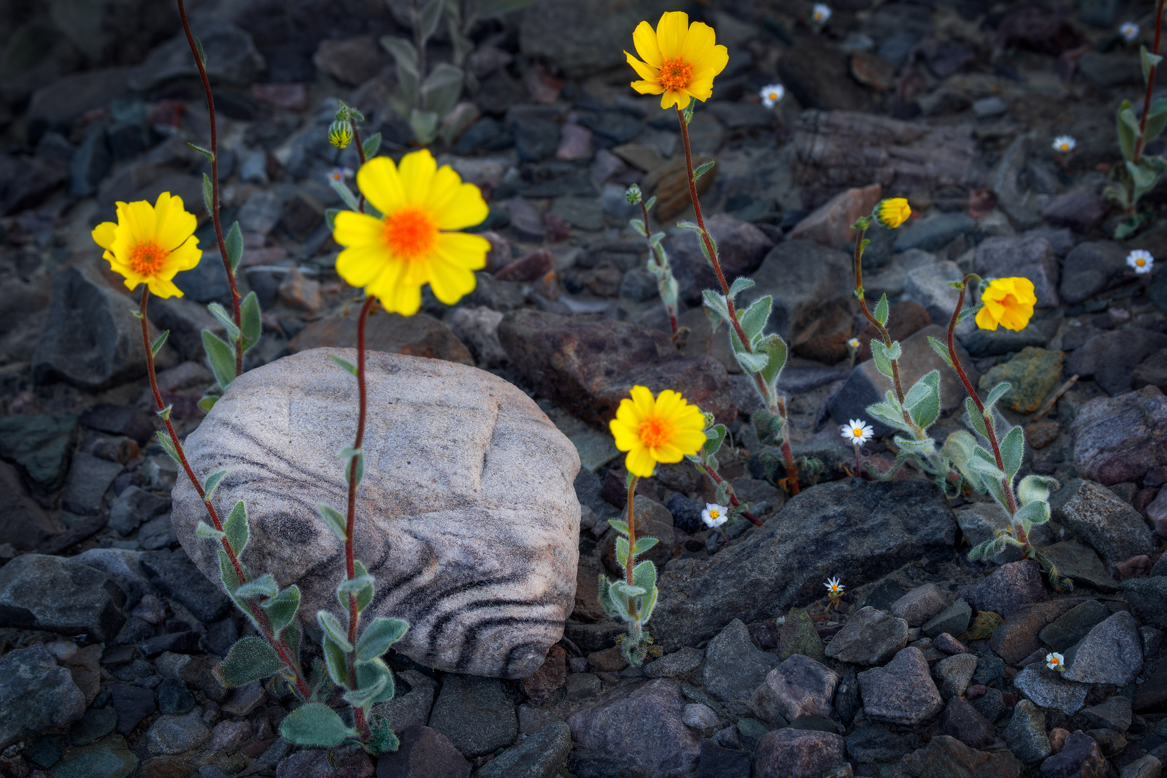Desert Zen Garden Wildflowers (desert star and desert gold) surround an interesting rock and form a peaceful scene in California's Death Valley National Park.