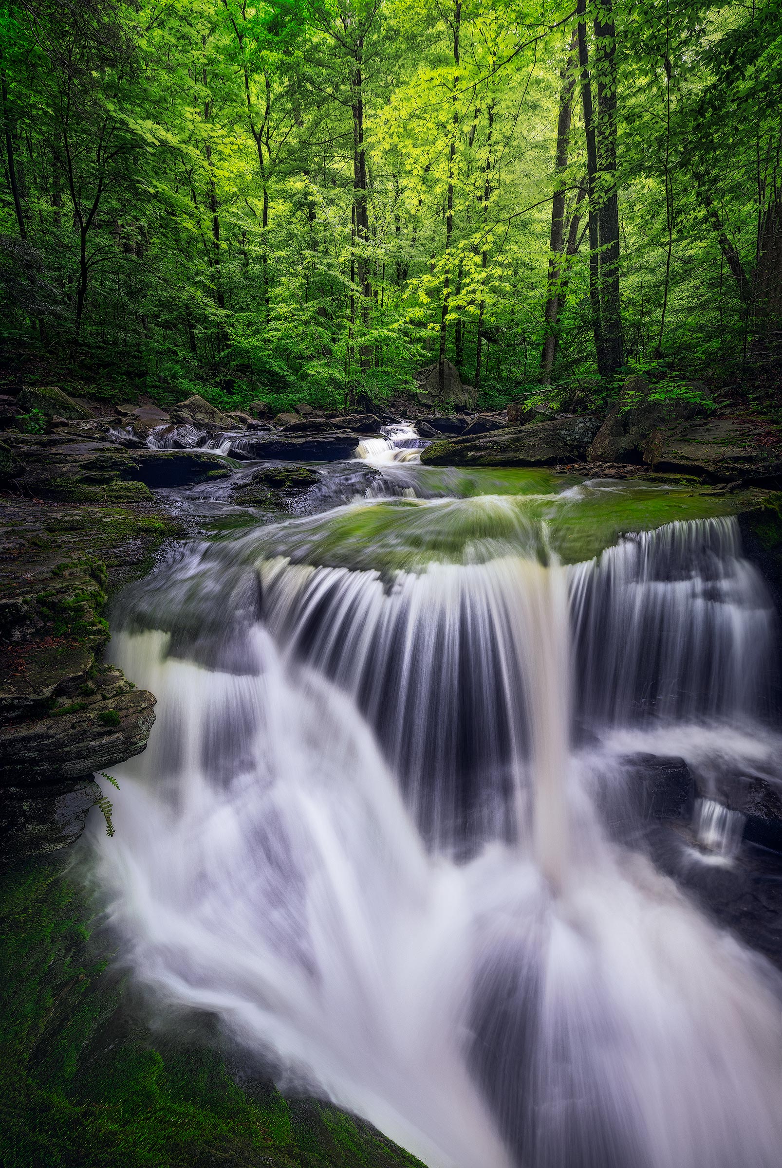 Glen of Green The sun lights up the canopy of one of the waterfalls in Pennsylvania's Ricketts Glen State Park.