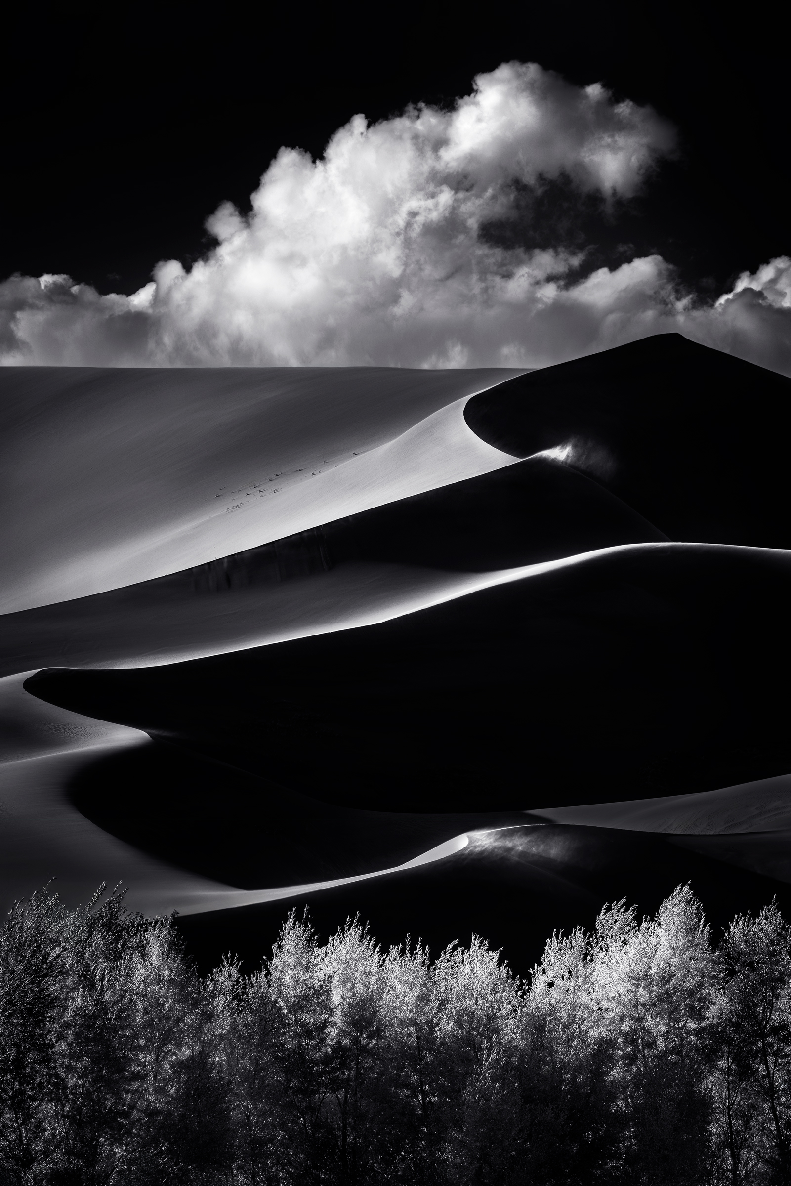 Mimicry A black and white photograph of sunlit sand dunes and cottonwood trees under a dramatic cloud in Colorado's Great Sand Dunes National Park.