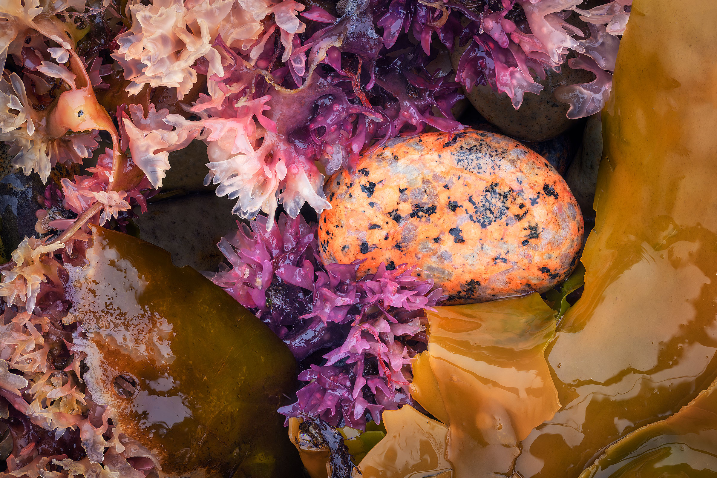 Seek and You Shall Find A collection of kelp and stones lay together on Acadia National Park.