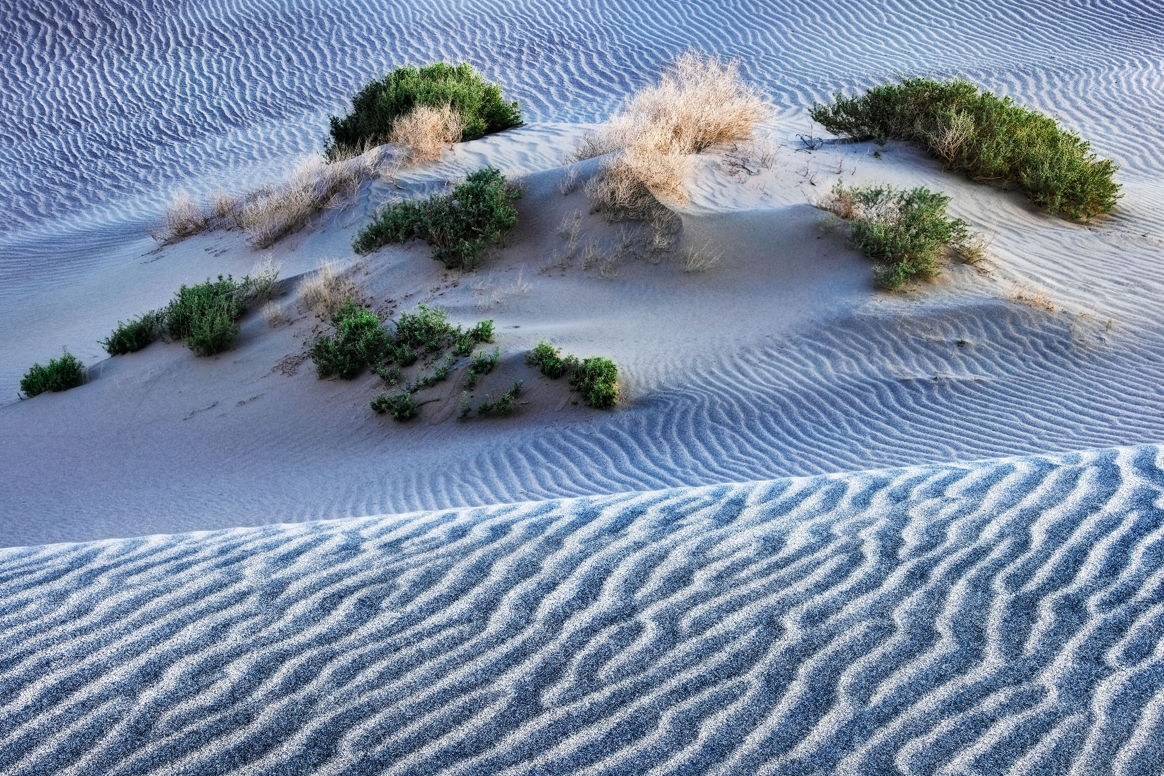 Sand Trap Desert vegetation among the rippled sand dunes of California's Death Valley National Park.