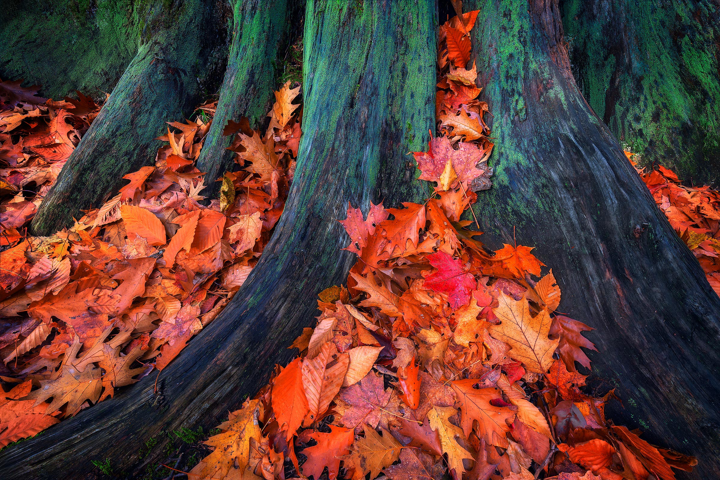 Lifecycle Fallen leaves surround the trunk of a tree in the Adirondacks.